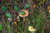 herfstwandeling20_small.jpg