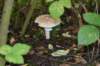 herfstwandeling31_small.jpg