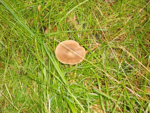 herfstwandeling69.jpg