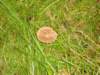 herfstwandeling69_small.jpg