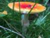 herfstwandeling78_small.jpg